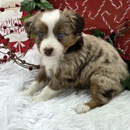 OATMEAL (RAISIN) - female Toy Australian Shepherd puppy in Viking, Minnesota from Son Shine Farm