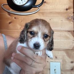 Boy 1 - Piebald male Dachshund puppy in Cheyenne, Wyoming from Great Basin Hounds