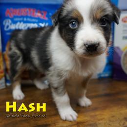 Hash - Blue merle male Australian Shepherd puppy in Burbank, South Dakota from Dakota Rose Aussies