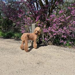 Jade - Poodle