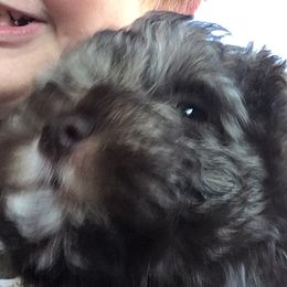 Miniature Schnauzers from Wendi’s Minis