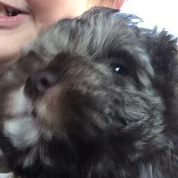 Miniature Schnauzers from Wendi’s Minis