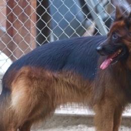 German Shepherds from Piper