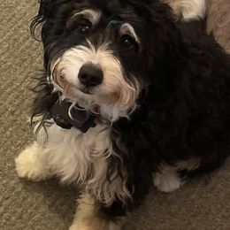 Australian Labradoodles, Bernedoodles, Double Doodles, Goldendoodles, and Poodles from Karlas Pet Rendezvous