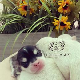 Pomsky Puppies from LittleLoyalzLLC