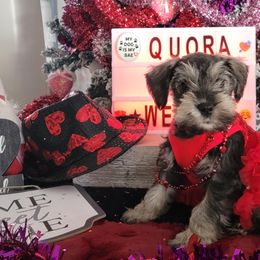 Miniature Schnauzer Puppies from T & A Cali Schnauzer