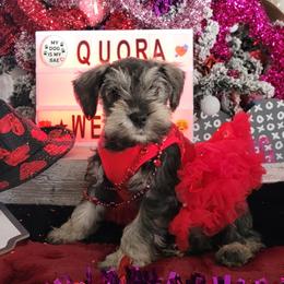 Miniature Schnauzer Puppies from T & A Cali Schnauzer