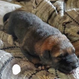 Girl 2 - Sable German Shepherd puppy in Mead, Colorado from North Creek German Shepherds