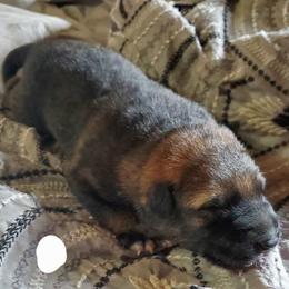 Girl 2 - Sable German Shepherd puppy in Mead, Colorado from North Creek German Shepherds