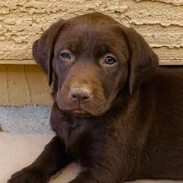 Lionel - Chocolate male Labrador Retriever puppy in Surprise, Arizona from Wizedogs Labradors