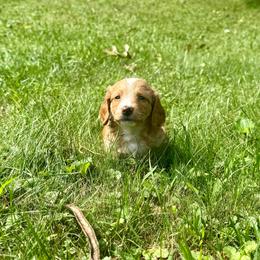 Valor - Cream female Dachshund puppy in Three Rivers, Michigan from Michiana Dachshunds