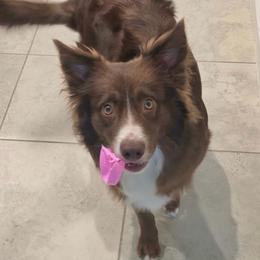 Emerald - Red tri male Miniature Australian Shepherd puppy in Weeki Wachee, Florida from Arlington's Mini Aussies