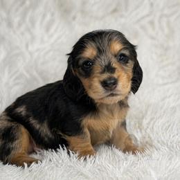 Dahlia - Dapple female Dachshund puppy in Goodyear, Arizona from D&C Royal Dachshunds LLC