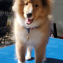 Shetland Sheepdogs from La Playa Shelties