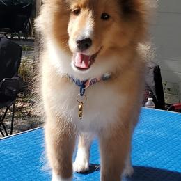Shetland Sheepdogs from La Playa Shelties