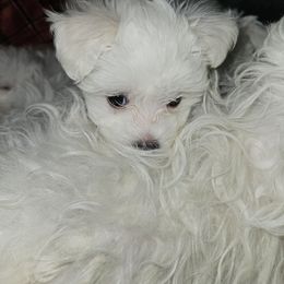 Maltese Puppies from Emotional Amor Support