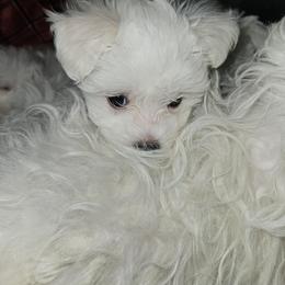 Maltese Puppies from Emotional Amor Support