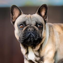French Bulldogs from SanMiguelBulls