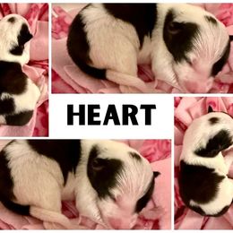 Border Collie Puppies from Pam's Dog Academy & Border Collies
