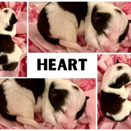 Border Collie Puppies from Pam's Dog Academy & Border Collies