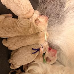 Girl 1 - Cream female Goldendoodle puppy in Puyallup, Washington from Dawnie’s Doodles