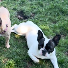 Stella - French Bulldog