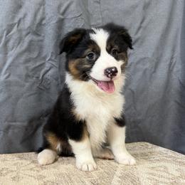 Whip - Black tri female Miniature American Shepherd puppy in Clinton, Missouri from Mockingbirds American Minis