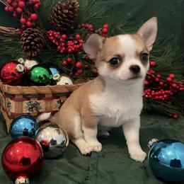 Chihuahua Puppies from Knox Rock'n Chihuahuas