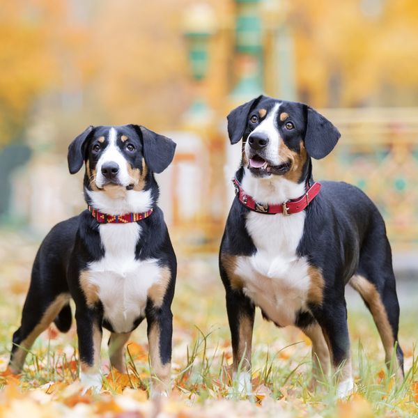 Entlebucher Mountain Dog