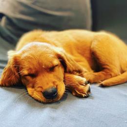 Golden Retrievers from Leelanau Goldens of Golden Ridge Retreat
