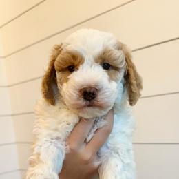Jess - White male Bernedoodle puppy in Longview, Texas from Furry Tail Doodles