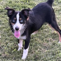 Rex - Black & white male Miniature Australian Shepherd puppy in Hokes Bluff, Alabama from Alegria Toy Aussies