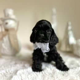Girl 3 - Black female Cocker Spaniel puppy in California from Archangel Cockers