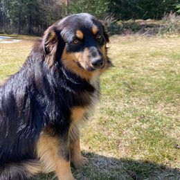 Griz - Black tri-color male Australian Shepherd puppy in Kila, Montana from Glacier Aussies