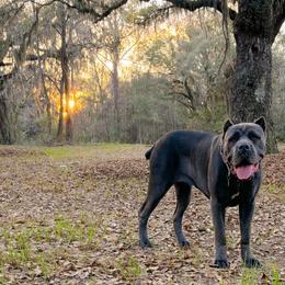 Cane Corso from Golden Isles Cane Corsos