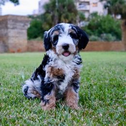 Bernedoodle Puppies from Sweet Pea Bernedoodles