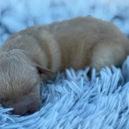 Sierra - Apricot female Goldendoodle puppy in Ambrose, Georgia from Brandilyn's Aussies