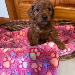 Marie - Red  female Goldendoodle puppy in Conklin, Michigan from Lake Michigan Couture Cavapoos & Cockapoos