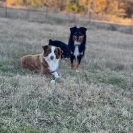 Miniature Australian Shepherd puppies from Maple Creek Run