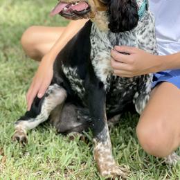 Kate - English Springer Spaniel