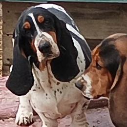 Ripley - Basset Hound