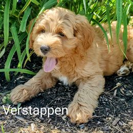 Goldendoodle Puppies from Brulee Doodles