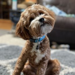 Watson - Goldendoodle