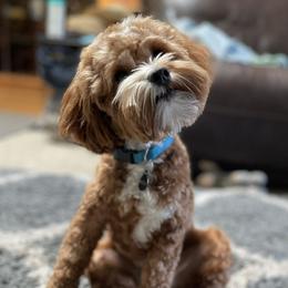 Watson - Goldendoodle
