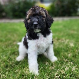 Bernedoodles from Oklahoma Doodles