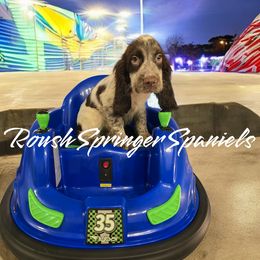SARAH (Girl 4) - Liver and white English Springer Spaniel puppy in Mobile, Alabama from Roush English Springer Spaniels