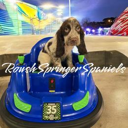 SARAH (Girl 4) - Liver and white English Springer Spaniel puppy in Mobile, Alabama from Roush English Springer Spaniels