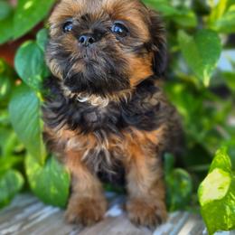Puppy1 - Red male Shih Tzu puppy in Lone Oak, Texas from PDF Kennels