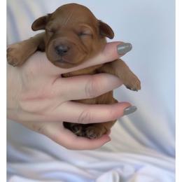 Atticus - Red male Cavapoo puppy in Fairmont, West Virginia from Ruby Heirloom Companions