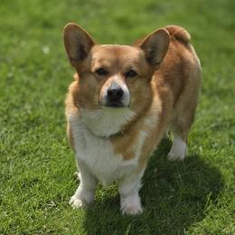 Marvin - Pembroke Welsh Corgi